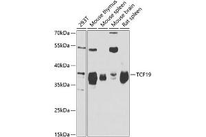 Western blot analysis of extracts of various cell lines, using TCF19 antibody (ABIN6128814, ABIN6148943, ABIN6148944 and ABIN6221752) at 1:1000 dilution. (TCF19 antibody  (AA 1-290))