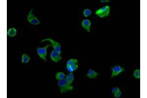 Immunofluorescence staining of MCF-7 cells with ABIN7175412 at 1:200, counter-stained with DAPI.