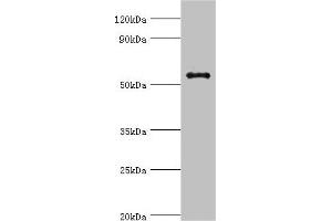 Western blot All lanes: GPS1 antibody at 5 μg/mL + Hela whole cell lysate Secondary Goat polyclonal to rabbit IgG at 1/10000 dilution Predicted band size: 56, 60 kDa Observed band size: 56 kDa (GPS1 antibody  (AA 222-491))