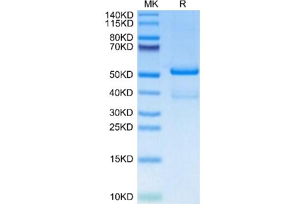 TACI Protein (AA 2-166) (Fc Tag)