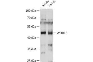 Western blot analysis of extracts of various cell lines, using WDR18 antibody (ABIN7271354) at 1:1000 dilution. (WDR18 antibody  (AA 243-432))
