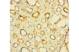 Immunohistochemistry of paraffin-embedded human kidney tissue using ABIN7142846 at dilution of 1:100 (NIP7 antibody  (AA 1-180))