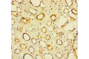Immunohistochemistry of paraffin-embedded human kidney tissue using ABIN7142846 at dilution of 1:100