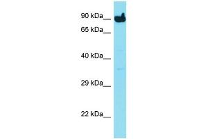 Host: Rabbit Target Name: MYLK3 Sample Type: HepG2 Whole Cell lysates Antibody Dilution: 1. (MYLK3 antibody  (C-Term))