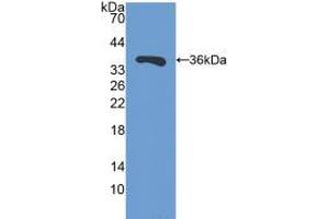 Western blot analysis of recombinant Mouse SIRT4.