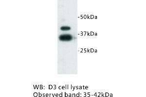 Image no. 1 for anti-Zinc Finger Protein 42 (ZFP42) antibody (ABIN1112946) (ZFP42 antibody)