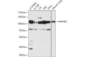 Western blot analysis of extracts of various cell lines, using MK2 antibody (ABIN7268662) at 1:1000 dilution. (MAP4K2 antibody  (AA 551-820))