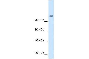 NRCAM antibody used at 0. (NrCAM antibody  (N-Term))