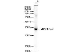 Western blot analysis of extracts of various cell lines, using VD / Porin antibody (ABIN3021130, ABIN3021131, ABIN3021132 and ABIN6213993) at 1:400 dilution. (VDAC1 antibody  (AA 1-283))