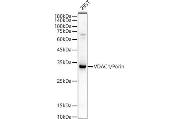 VDAC1 antibody  (AA 1-283)