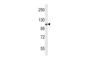 FGFR2 Antibody (N-term) (ABIN391965 and ABIN2841761) western blot analysis in mouse NIH-3T3 cell line lysates (35 μg/lane). (FGFR2 antibody  (N-Term))