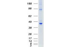 Validation with Western Blot (DAPK2 Protein (Myc-DYKDDDDK Tag))