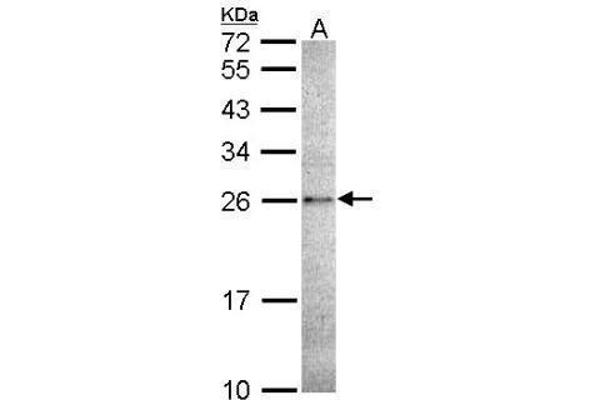 CASP14 antibody  (C-Term)