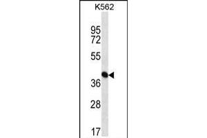 ICS Antibody (N-term) (ABIN656869 and ABIN2846073) western blot analysis in K562 cell line lysates (35 μg/lane). (PAICS antibody  (N-Term))