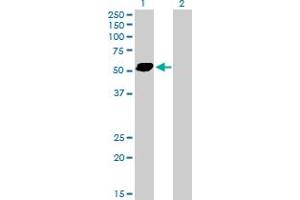 Western Blot analysis of STAU2 expression in transfected 293T cell line by STAU2 MaxPab polyclonal antibody.