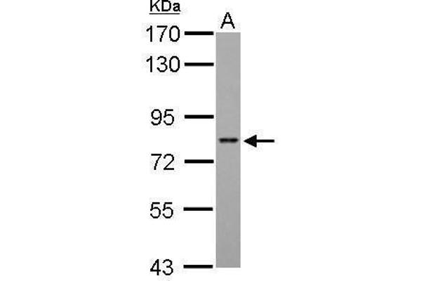 ARID3A antibody  (Internal Region)