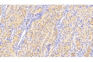 Detection of HMWK in Human Kidney Tissue using Polyclonal Antibody to High Molecular Weight Kininogen (HMWK) (Kininogen (HMW) antibody  (AA 225-407))