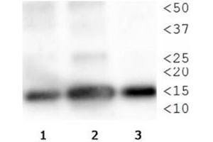 Western Blot of Rabbit Anti-Histone H3 [p Thr3, Monomethyl Lys4] Antibody.