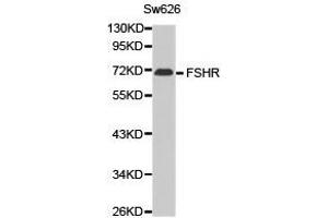 Western Blotting (WB) image for anti-Follicle Stimulating Hormone Receptor (FSHR) antibody (ABIN1872743) (FSHR antibody)