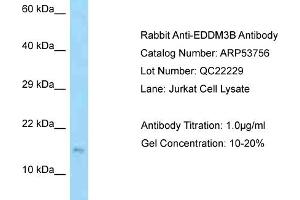 Western Blotting (WB) image for anti-Epididymal Protein 3B (EDDM3B) (Middle Region) antibody (ABIN2785559)