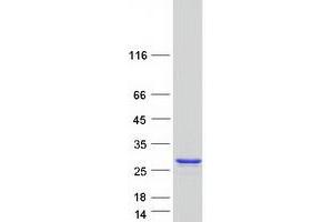 Validation with Western Blot (NUDT1 Protein (Transcript Variant 3B) (Myc-DYKDDDDK Tag))