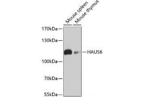 Western blot analysis of extracts of various cell lines using HAUS6 Polyclonal Antibody at dilution of 1:1000. (FAM29A antibody)
