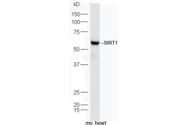 SIRT1 抗体  (AA 101-200)