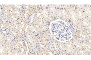 Detection of AHSG in Bovine Kidney Tissue using Polyclonal Antibody to Alpha-2-Heremans Schmid Glycoprotein (AHSG) (Fetuin A antibody  (AA 19-359))