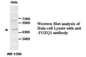 Image no. 2 for anti-Forkhead Box Q1 (FOXQ1) antibody (ABIN791229) (FOXQ1 antibody)