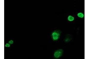 Anti-JUN mouse monoclonal antibody (ABIN2453809) immunofluorescent staining of COS7 cells transiently transfected by pCMV6-ENTRY JUN (RC209804). (C-JUN antibody)