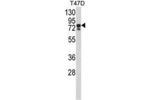 Western blot analysis of KHSRP Antibody (N-term) in T47D cell line lysates (35ug/lane). (KHSRP antibody  (N-Term))