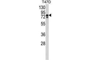 Western blot analysis of KHSRP Antibody (N-term) in T47D cell line lysates (35ug/lane). (KHSRP antibody  (N-Term))