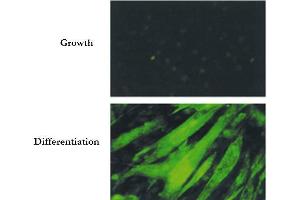 Immunofluorescence Microscopy of Mouse Anti-BIN1 Antibody. (BIN1 antibody)