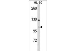 Western blot analysis of DNM3 Antibody (Center) (ABIN652780 and ABIN2842512) in HL-60 cell line lysates (35 μg/lane). (Dynamin 3 antibody  (AA 557-584))