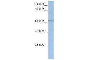 WB Suggested Anti-NR2E1 Antibody Titration:  0.