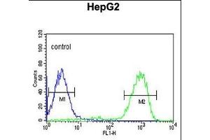 OPN1MW Antibody (N-term) (ABIN651110 and ABIN2840076) flow cytometric analysis of HepG2 K10cells (right histogram) compared to a negative control cell (left histogram). (OPN1MW antibody  (N-Term))