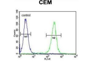Flow cytometric analysis of CEM cells using  Musashi-1 Antibody (N-term) Cat. (MSI1 antibody  (N-Term))