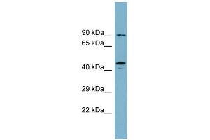 WB Suggested Anti-WIPI1 Antibody Titration: 0. (WIPI1 antibody  (N-Term))
