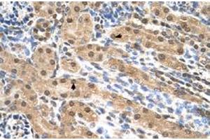 Immunohistochemical staining (Formalin-fixed paraffin-embedded sections) of human kidney with EIF3M polyclonal antibody  at 4-8 ug/mL working concentration. (Eukaryotic Translation Initiation Factor 3, Subunit M (EIF3M) (N-Term) antibody)