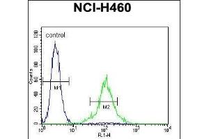 TME Antibody (C-term) 11713b flow cytometric analysis of NCI- cells (right histogram) compared to a negative control cell (left histogram). (TMEM100 antibody  (C-Term))