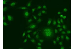 Immunofluorescence analysis of HeLa cells using ERCC1 antibody. (ERCC1 antibody  (AA 1-323))