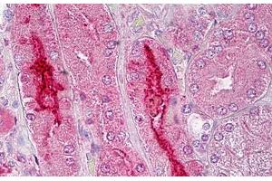 Anti-GPR119 antibody IHC staining of human kidney.