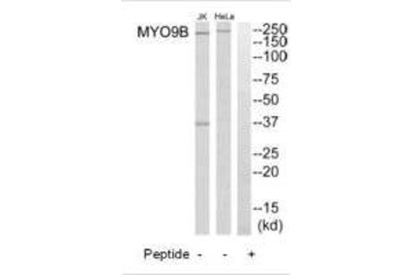 MYO9B antibody  (N-Term)