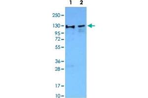 Western Blot analysis of Lane 1: Jurkat nuclear cell extracts and Lane 2: NIH/3T3 nuclear extracts with WDHD1 monoclonal antibody, clone 20G10  followed by HRP-conjugated goat anti-mouse IgG secondary antibody and visualized by chemiluminescence detection system. (WDHD1 antibody  (C-Term))