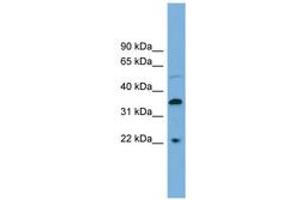 Image no. 1 for anti-Docking Protein 6 (DOK6) (C-Term) antibody (ABIN6745096) (DOK6 antibody  (C-Term))