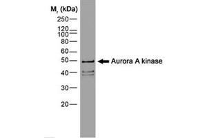 Image no. 1 for anti-Aurora Kinase A (AURKA) (N-Term) antibody (ABIN206445) (Aurora A antibody  (N-Term))