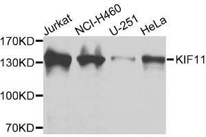 Western blot analysis of extracts of various cell lines, using KIF11 antibody. (KIF11 antibody  (AA 797-1056))