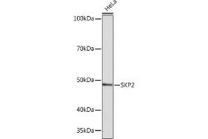 Western blot analysis of extracts of HeLa cells, using SKP2 Rabbit mAb (ABIN1680764, ABIN3018459, ABIN3018460 and ABIN7101615) at 1:1000 dilution. (SKP2 antibody)