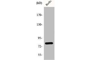 Western Blot analysis of HuvEc cells using GRK 2 Polyclonal Antibody (GRK2 antibody  (C-Term))