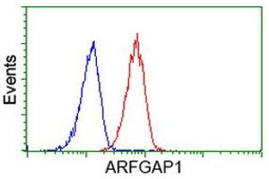 Image no. 6 for anti-ADP-Ribosylation Factor GTPase Activating Protein 1 (ARFGAP1) antibody (ABIN1496684) (ARFGAP1 antibody)